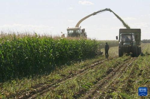 黑龙江农场爆料视频最新 第3张 黑龙江农场爆料视频最新 第3张